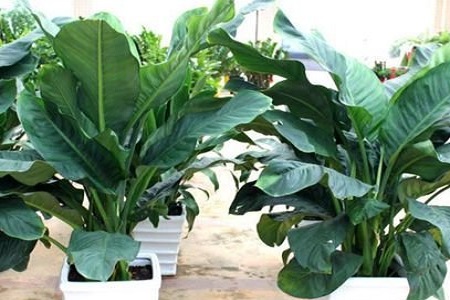 绿霸王的养殖方法是什么