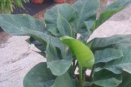 绿霸王的养殖方法是什么