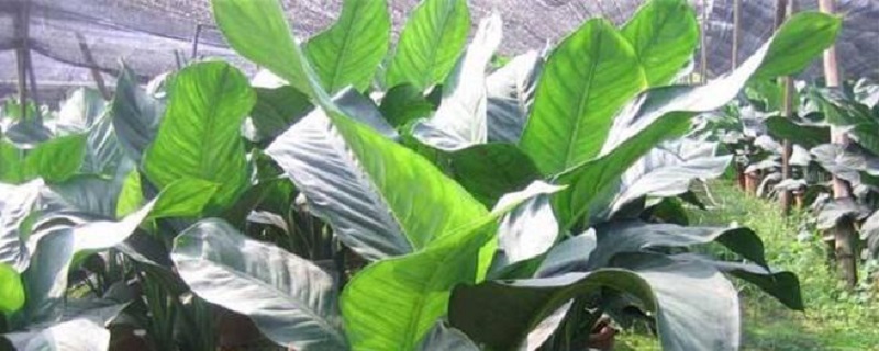 绿霸王的养殖方法(绿霸王的养殖方法是什么)