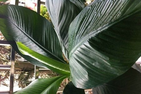 绿霸王的养殖方法是什么