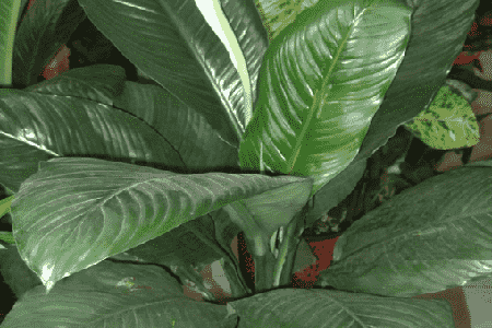 绿霸王的养殖方法是什么