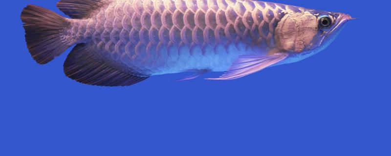 龙鱼夏天需要加热棒吗夏天怎么换水(龙鱼夏天需要降温吗)