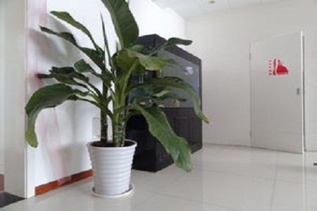 绿霸王的养殖方法是什么