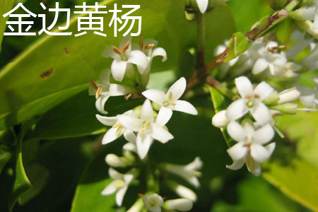 银姬小蜡球属于乔木还是灌木