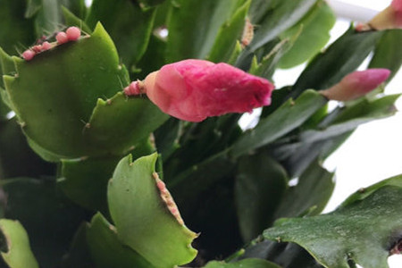 蟹爪兰怎样扦插株型好看