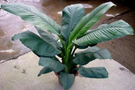 绿霸王的养殖方法是什么