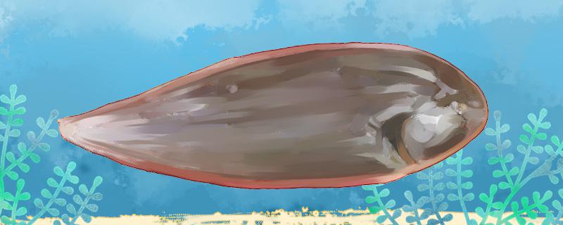 踏板鱼是海鱼吗能养殖吗(踏板鱼叫什么鱼)