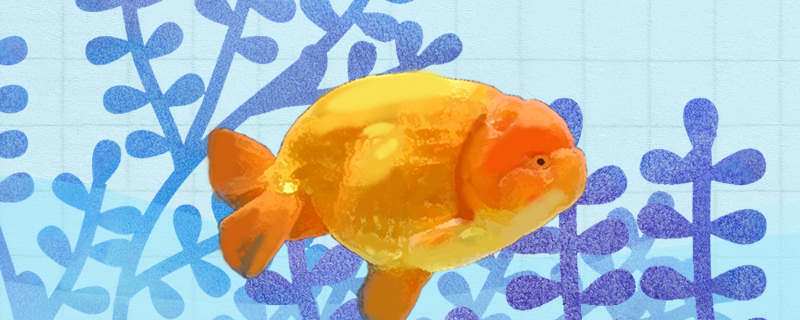 兰寿用什么缸好用多大的鱼缸好(兰寿适合用什么缸养)