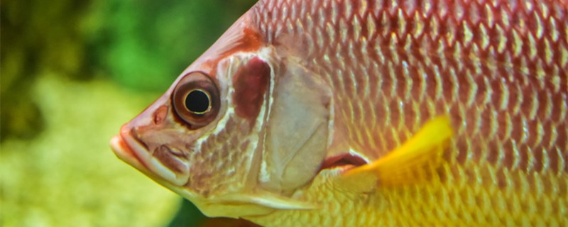 120鱼缸用多大的上下水管鱼缸需要哪些设备(120cm的鱼缸用多大的水泵)