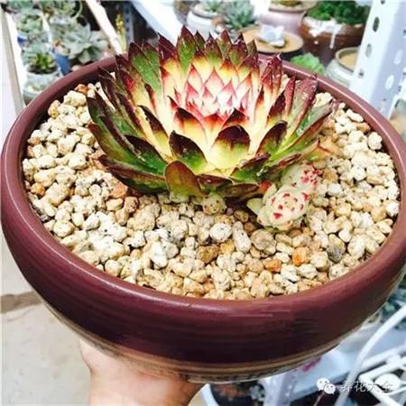 花卉市场的花便宜吗