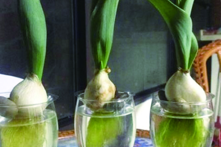 水培郁金香的养殖方法和注意事项水养