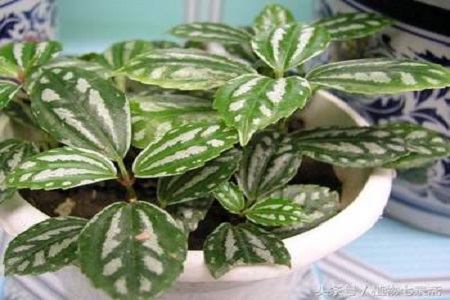 适合厨房的绿植布置效果图