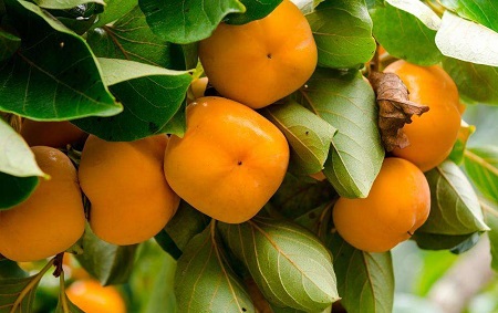 柿子树种植方法图解