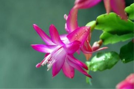 蟹爪兰夏天浇水方法