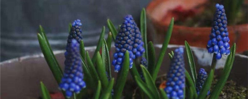 葡萄风信子叶子发黄怎么办处理方法黄叶枯萎的原因(葡萄风信子叶片发软)