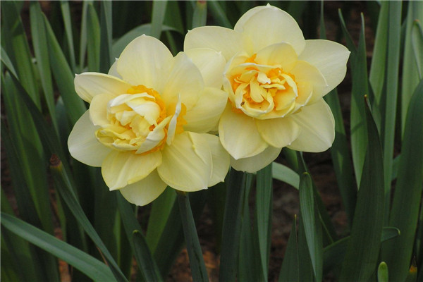 洋水仙的种球怎么种(洋水仙 种球)