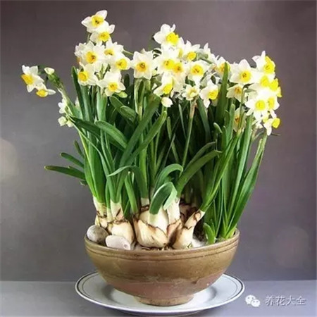 花卉市场的花便宜吗