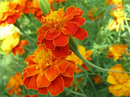 孔雀草的种子怎么种植方法