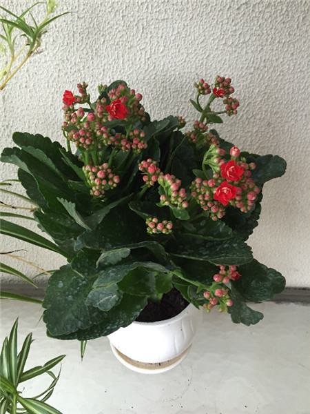 长寿花几个一盆好看