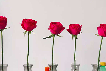 玫瑰花的水养方法和注意事项