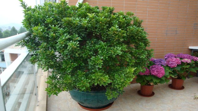 米兰花能放卧室里吗(米兰花可以放卧室养吗)