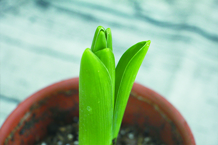 风信子能在家里养吗