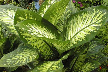 花叶万年青的繁殖方法(花叶万年青怎样繁殖)