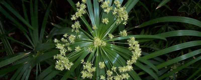 旱伞草叶子发黄怎么办黄叶枯萎的原因及补救办法(旱伞草什么科什么属)