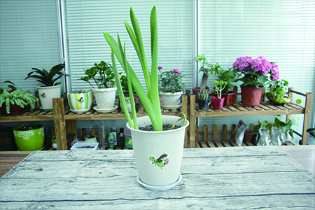 风信子能在家里养吗