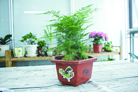 家里放什么植物最旺财带来美好的寓意(家里放什么植物最旺财带来美好的寓意和风水)