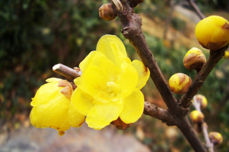 腊梅花放在家里吉祥吗