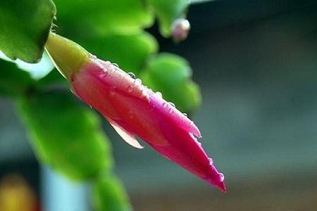 蟹爪兰夏天浇水方法