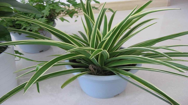 吊兰种类及名称图片(吊兰种类名称图片大全)