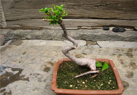 榕树盆景怎么嫁接图解