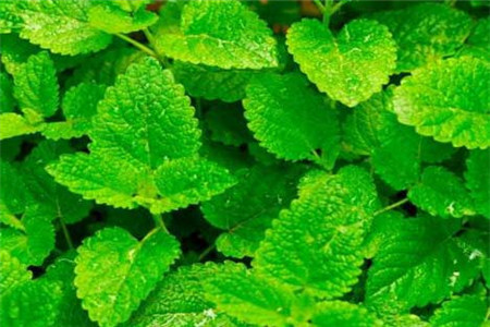 薄荷怎么分种