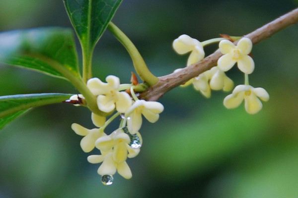 桂花盆景常见造型(桂花盆景常见造型图片)