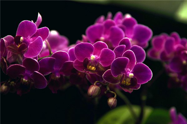 蝴蝶兰的花期养护(蝴蝶兰的花期养护视频)