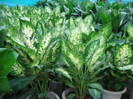 花叶万年青怎样繁殖