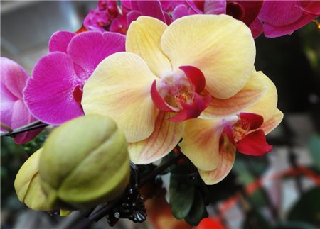 蝴蝶兰的花期养护视频