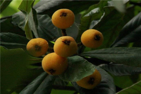 枇杷怎么嫁接八月份可以嫁接吗