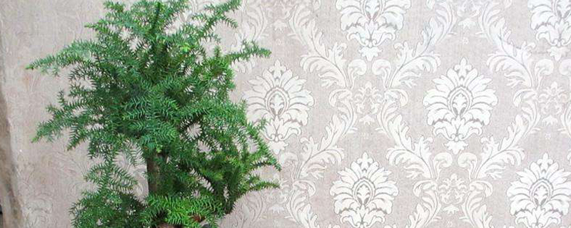 澳洲杉盆栽的室内养殖方法