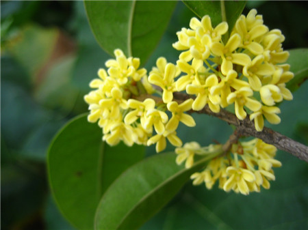 桂花盆景常见造型图片