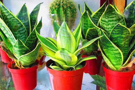 适合厨房的绿植布置效果图