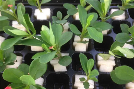 海绵扦插怎么取下来