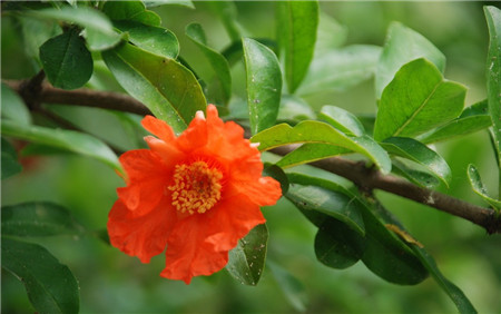 石榴花期是几月份