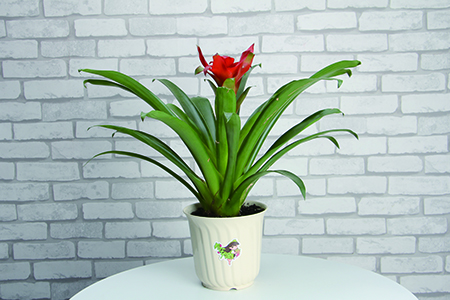 家里放什么植物最旺财带来美好的寓意和风水