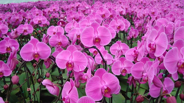 蝴蝶兰用什么土栽培(蝴蝶兰用什么土栽培最好贴吧)