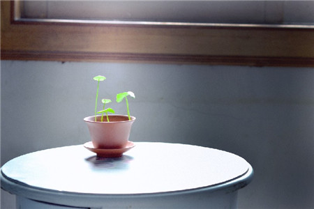 铜钱草怎么养水培