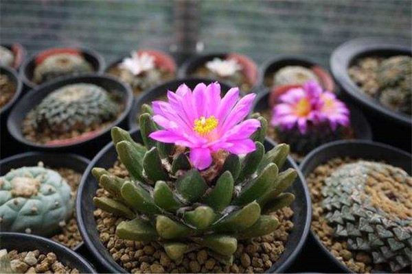 岩牡丹四季怎么养护(岩牡丹播种方法和时间)