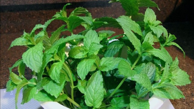 薄荷怎么分盆(薄荷怎么分种)